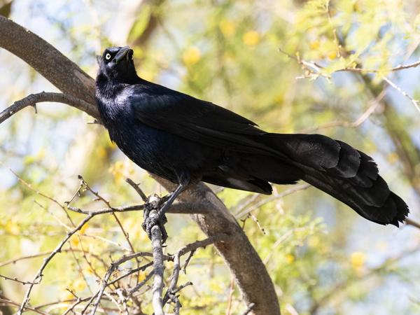 <h3><a href="/trips/Tucson_2023/biota/animalia/chordata/aves/040 passeriformes/124 icteridae/quiscalus mexicanus/quiscalus mexicanus-nl.html">Quiscalus&nbsp;mexicanus</a> / Great‑tailed&nbsp;grackle / Langstaarttroepiaal</h3>OM-1 met M.300mm F4.0 + MC-14, 1/3200 sec  bij F5.6, ISO 5000, afstand 10.0&nbsp;m